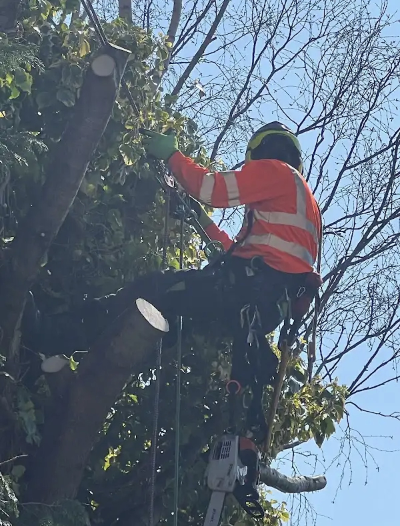 Bespoke Tree Services arborist carrying out tree work